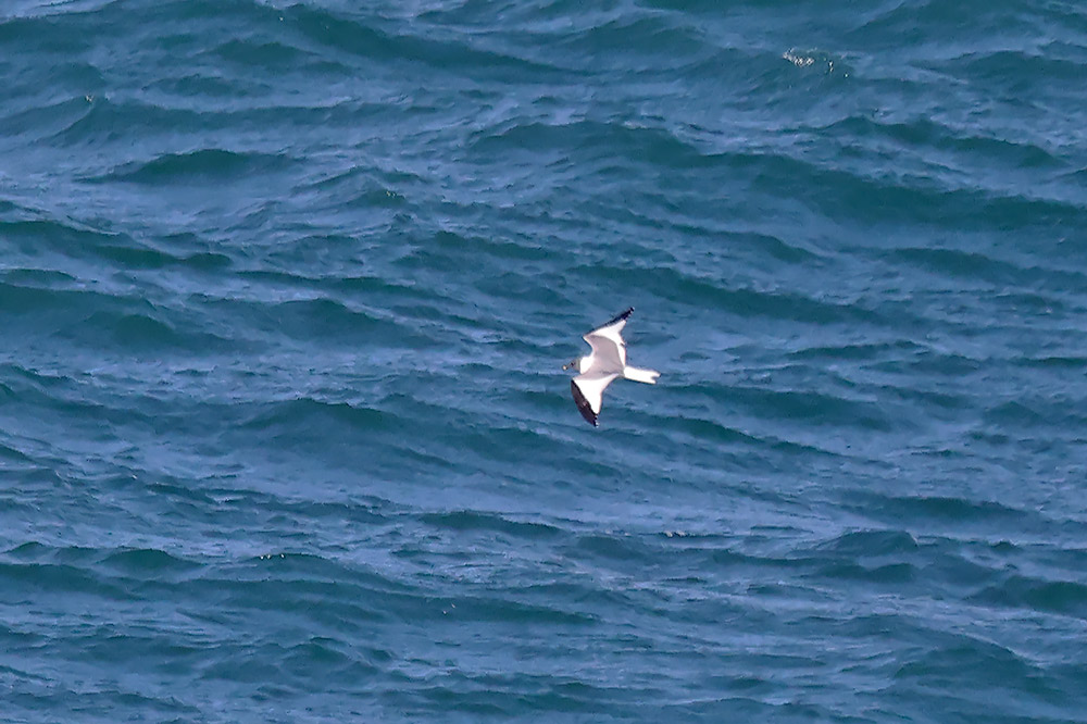 Sabine's gull